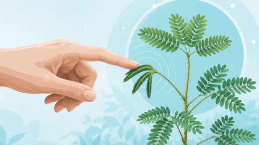 Өсімдіктер жанасуға қалай әсер етеді