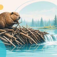 Құндыздар және олардың бөгеттері туралы 26 қызықты деректер