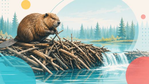 26 интересных фактов о бобрах и их плотинах